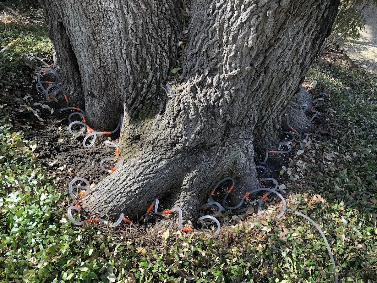Detailed Tree Cabling and Bracing job site in Helenwood