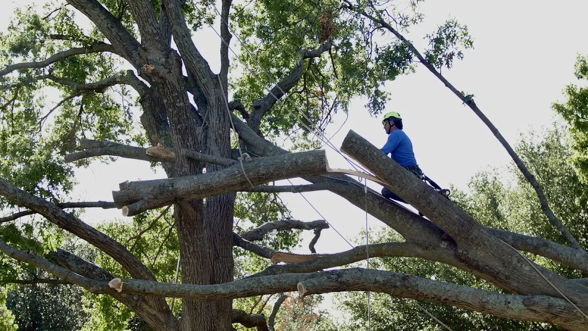 Professional Hazardous Tree Removal performed by certified arborists in Helenwood