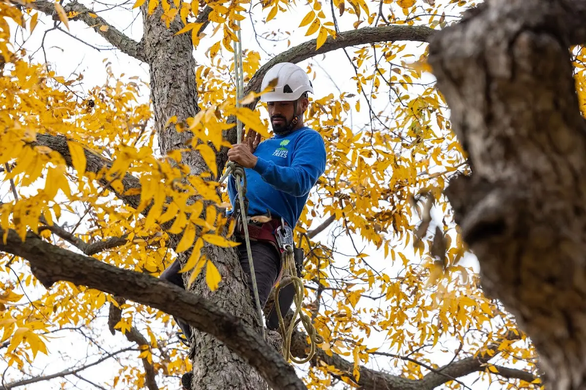 Skilled Tree Pruning crew working in Helenwood